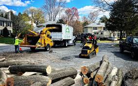 How Our Tree Care Process Works  in  Brundidge, AL